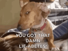A Dog Is Sitting On A Bed With The Words `` You Got That Damn Lie-Abetes ! '' GIF