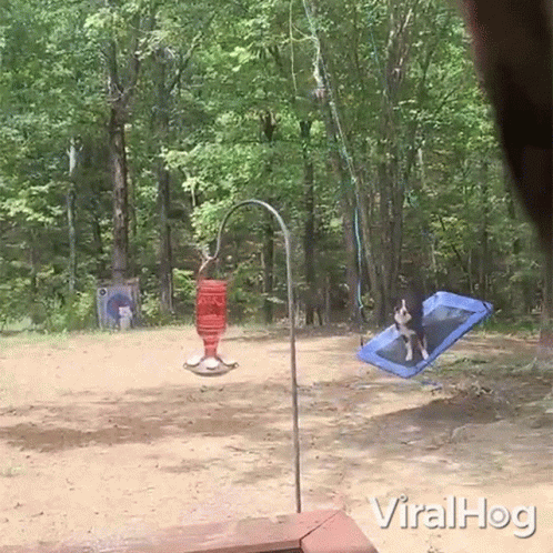 A Dog Is Sitting On A Blue Blanket In A Yard With The Words Viralhog Below It GIF