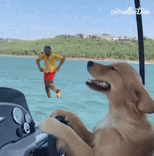 A Dog Is Sitting On A Boat And Looking At A Man In The Water GIF