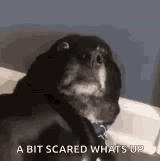 A Dog Is Sitting On A Couch And Looking At The Camera With The Words `` A Bit Scared Whats Up '' . GIF