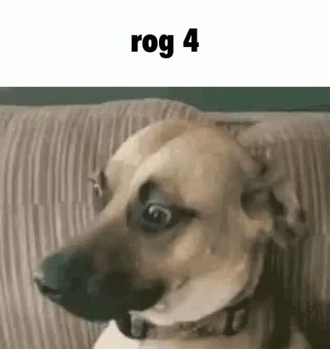 A Dog Is Sitting On A Couch And Making A Funny Face With Its Mouth Open . GIF