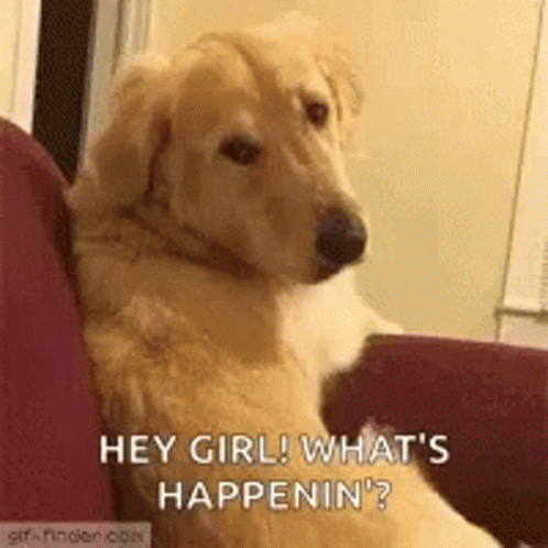 A Dog Is Sitting On A Couch Looking At The Camera And Saying `` Hey Girl ! What 'S Happening ? '' GIF