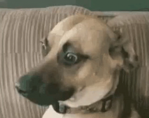 A Dog Is Sitting On A Couch Looking At The Camera . GIF