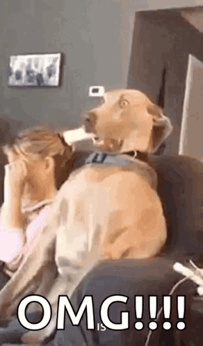 A Dog Is Sitting On A Couch Next To A Woman And Licking Her Face . GIF