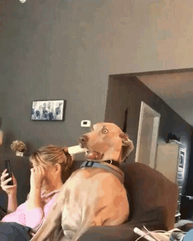A Dog Is Sitting On A Couch Next To A Woman Holding A Cell Phone . GIF