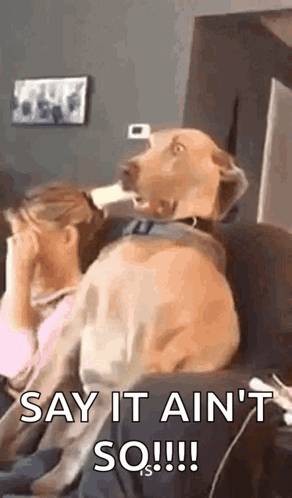 A Dog Is Sitting On A Couch Next To A Woman . GIF