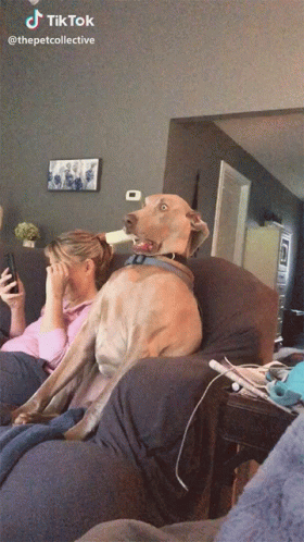 A Dog Is Sitting On A Couch Next To A Woman Who Is Covering Her Eyes GIF