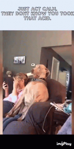 A Dog Is Sitting On A Couch Next To A Woman Who Is Covering Her Face GIF