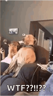 A Dog Is Sitting On A Couch Next To A Woman Who Is Covering Her Face . GIF