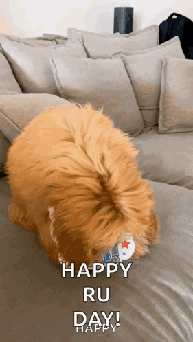 A Dog Is Sitting On A Couch With A Happy Ru Day Message . GIF