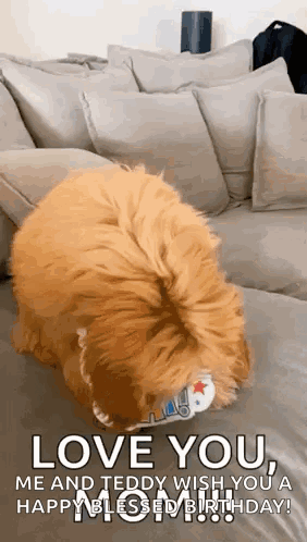 A Dog Is Sitting On A Couch With A Toy In Its Mouth And A Birthday Message . GIF