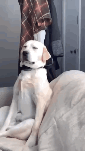 A Dog Is Sitting On A Couch With Its Eyes Closed And Looking At The Camera . GIF