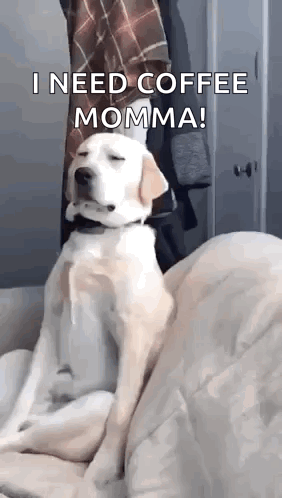 A Dog Is Sitting On A Couch With Its Eyes Closed And Says `` I Need Coffee Momma ! '' GIF