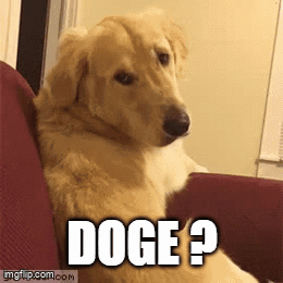 A Dog Is Sitting On A Couch With The Words Doge Written On It GIF