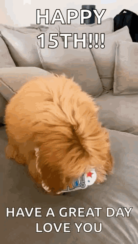 A Dog Is Sitting On A Couch With The Words `` Happy 15Th ! `` And `` Have A Great Day Love You '' . GIF