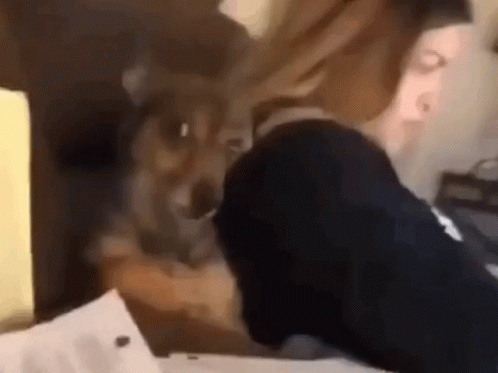A Dog Is Sitting On A Person 'S Lap And Looking At Something GIF