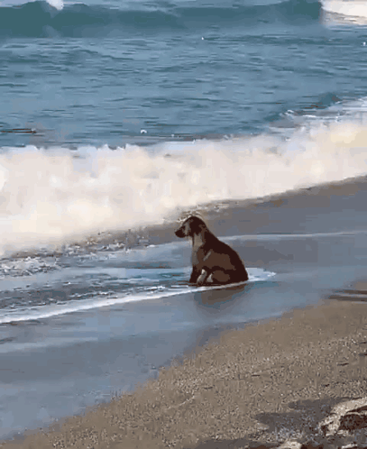 A Dog Is Sitting On A Surfboard In The Water GIF