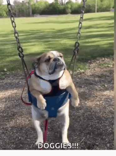 A Dog Is Sitting On A Swing In A Park With The Words Doggies Written Below It GIF
