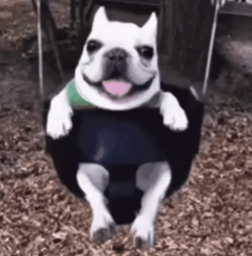 A Dog Is Sitting On A Swing With Its Tongue Out . GIF