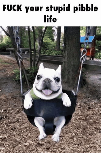 A Dog Is Sitting On A Swing With The Words " Fuck Your Stupid Pebble Life " Above It GIF