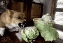 A Dog Is Sitting On A Table Eating Cabbage . GIF