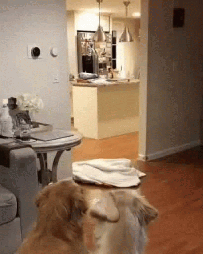 A Dog Is Sitting On A Table In A Living Room Looking At Something . GIF