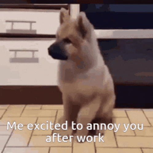 A Dog Is Sitting On A Tiled Floor With The Words " Me Excited To Annoy You After Work " GIF