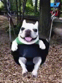 A Dog Is Sitting On A Tire Swing And Smiling . GIF