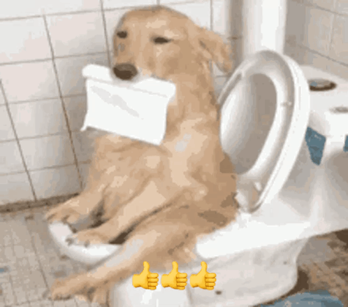 A Dog Is Sitting On A Toilet Holding A Roll Of Toilet Paper In Its Mouth GIF