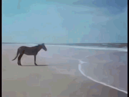 A Dog Is Sitting On The Beach In The Water GIF