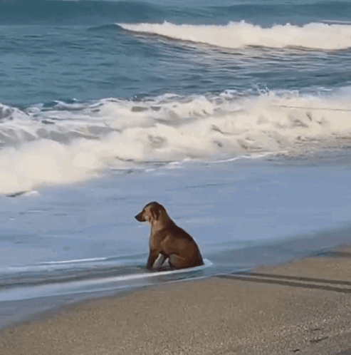 A Dog Is Sitting On The Beach Looking Out To The Ocean GIF