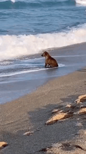 A Dog Is Sitting On The Beach Near The Ocean Looking At The Waves . GIF