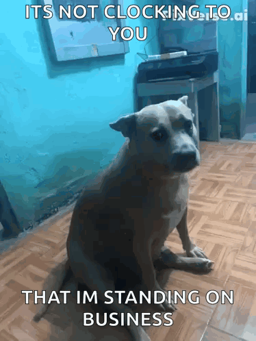 A Dog Is Sitting On The Floor With A Caption That Says It 'S Not Clocking To You That Im Standing On Business GIF
