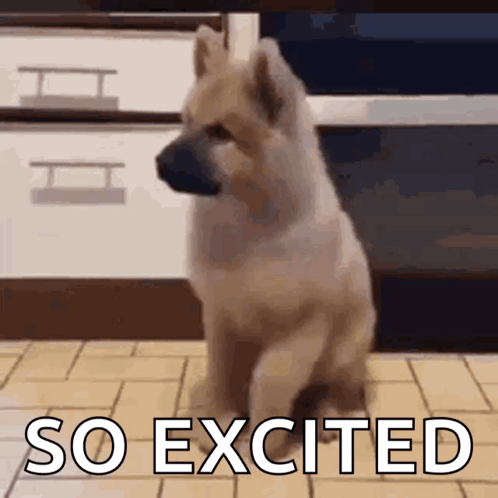A Dog Is Sitting On The Floor With The Words So Excited Above It . GIF