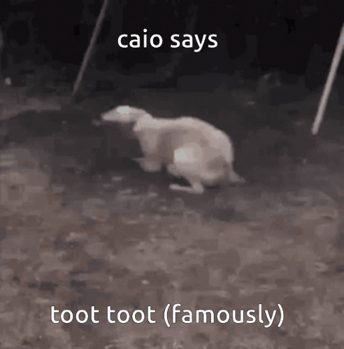 A Dog Is Sitting On The Ground With The Words `` Caio Says Toot Toot ( Famously ) '' Written Above It . GIF