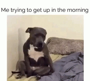 A Dog Is Sitting On Top Of A Bed With The Words `` Me Trying To Get Up In The Morning '' . GIF