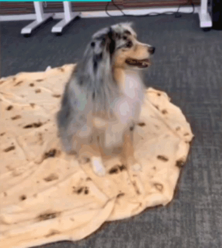 A Dog Is Sitting On Top Of A Tortilla Blanket GIF