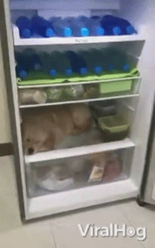 A Dog Is Sleeping In A Refrigerator That Is Full Of Food GIF