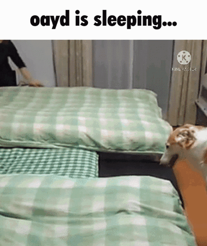 A Dog Is Sleeping On A Bed With A Person Standing Next To It GIF