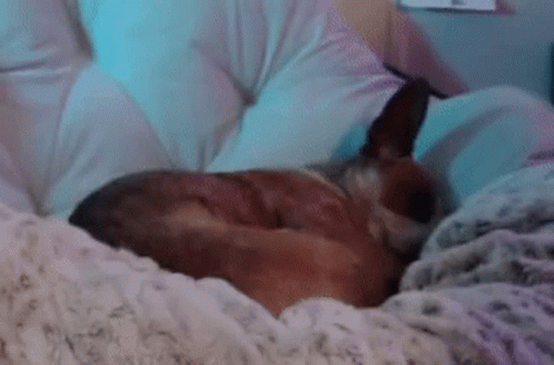 A Dog Is Sleeping On A Bed With A Pillow And Blanket . GIF