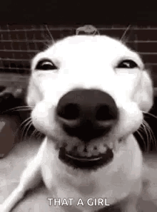 A Dog Is Smiling In A Black And White Photo And Looking At The Camera . GIF