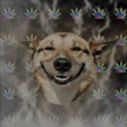 A Dog Is Smiling In Front Of A Smokey Background And The Words `` When It Hits '' . GIF