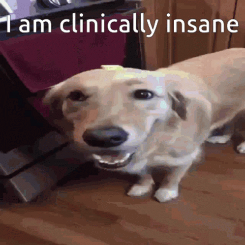 A Dog Is Smiling With The Words " I Am Clinically Insane " On The Bottom GIF