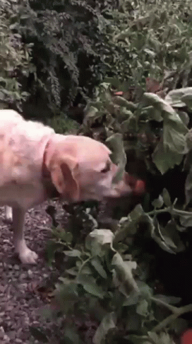 A Dog Is Sniffing A Plant With Leaves On It GIF