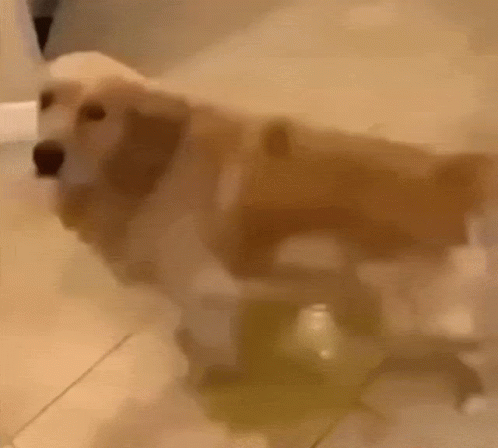 A Dog Is Standing In A Bathtub And Looking At Something . GIF
