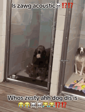 A Dog Is Standing In A Doorway With A Caption That Says ' Is Zawg Acoustic ' GIF
