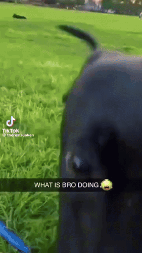 A Dog Is Standing In A Grassy Field With A Caption That Says " What Is Bro Doing " On It GIF