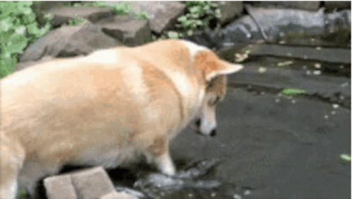 A Dog Is Standing In A Pond And Looking At The Water . GIF