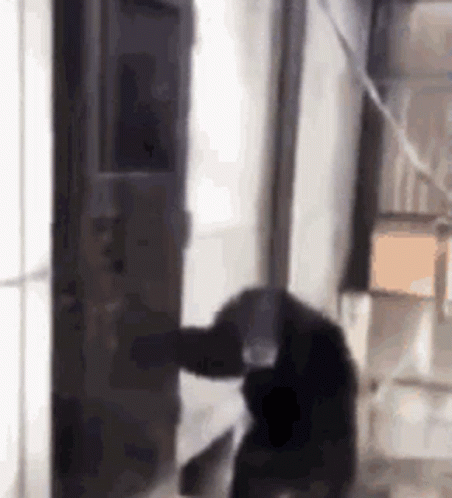 A Dog Is Standing In A Room Next To A Door . GIF