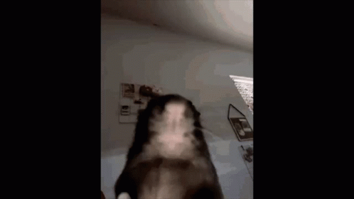 A Dog Is Standing In A Room With The Words `` Ok Cool Bro '' Written On The Bottom . GIF